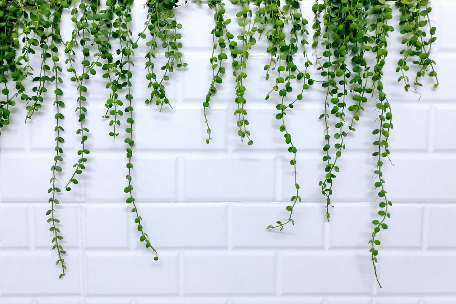 decorate your walls