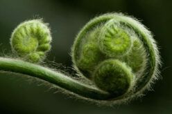 Tips on How to Grow a Plant Garden