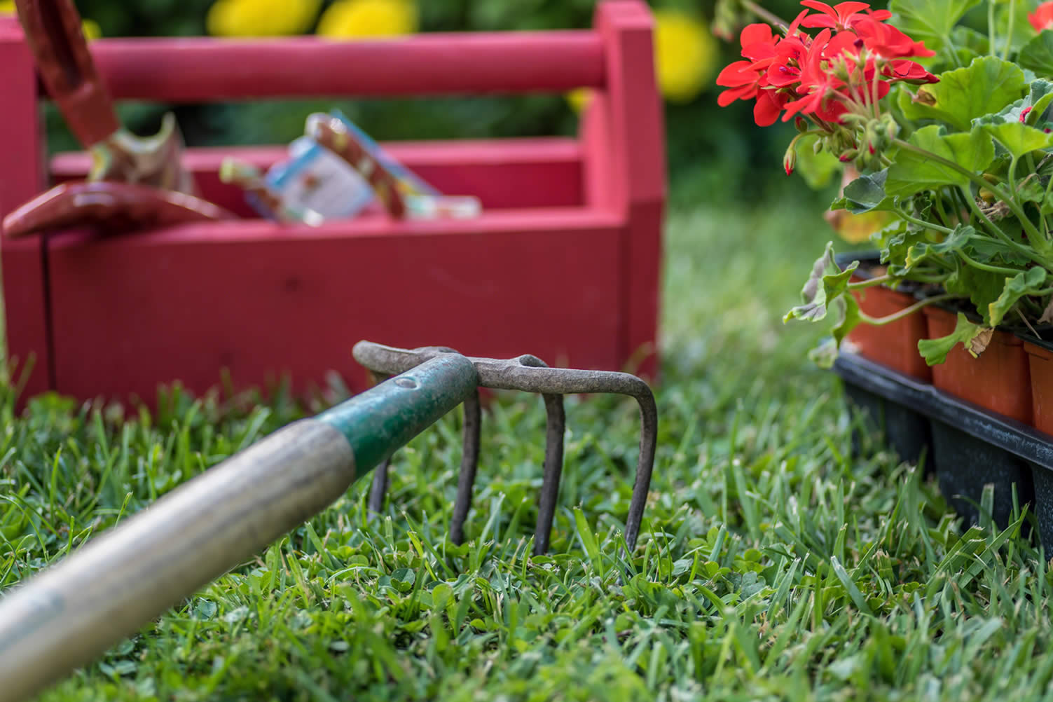 how to grow a plant garden