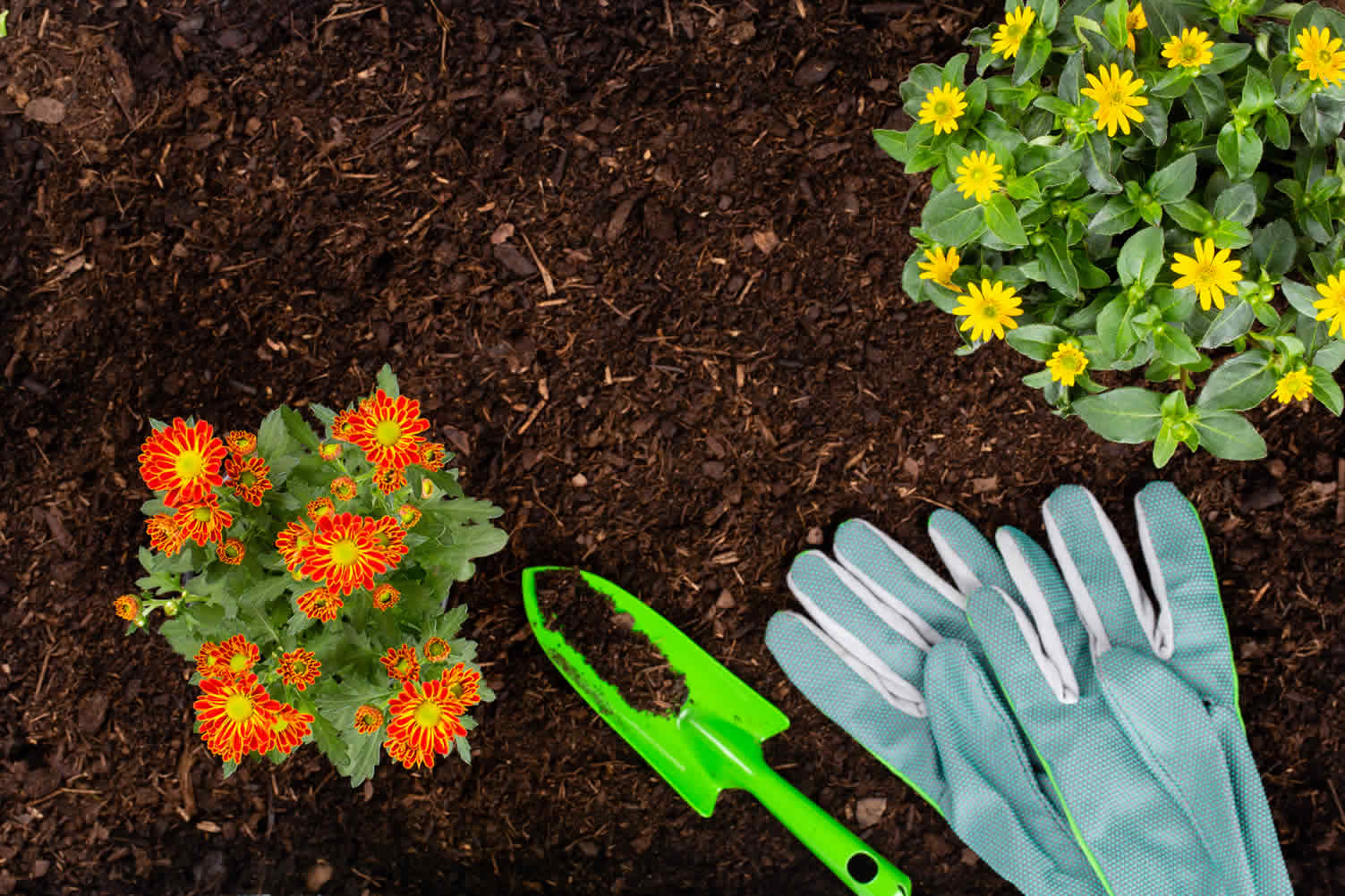 how to grow a plant garden