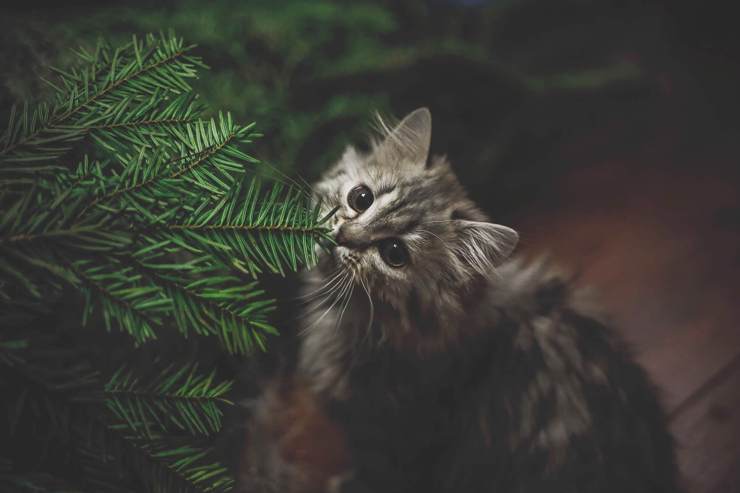 christmas tree evolution