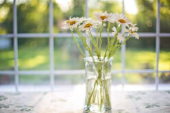 5 Beautiful Window Options That Can Transform Your Kitchen’s Entire Aesthetic