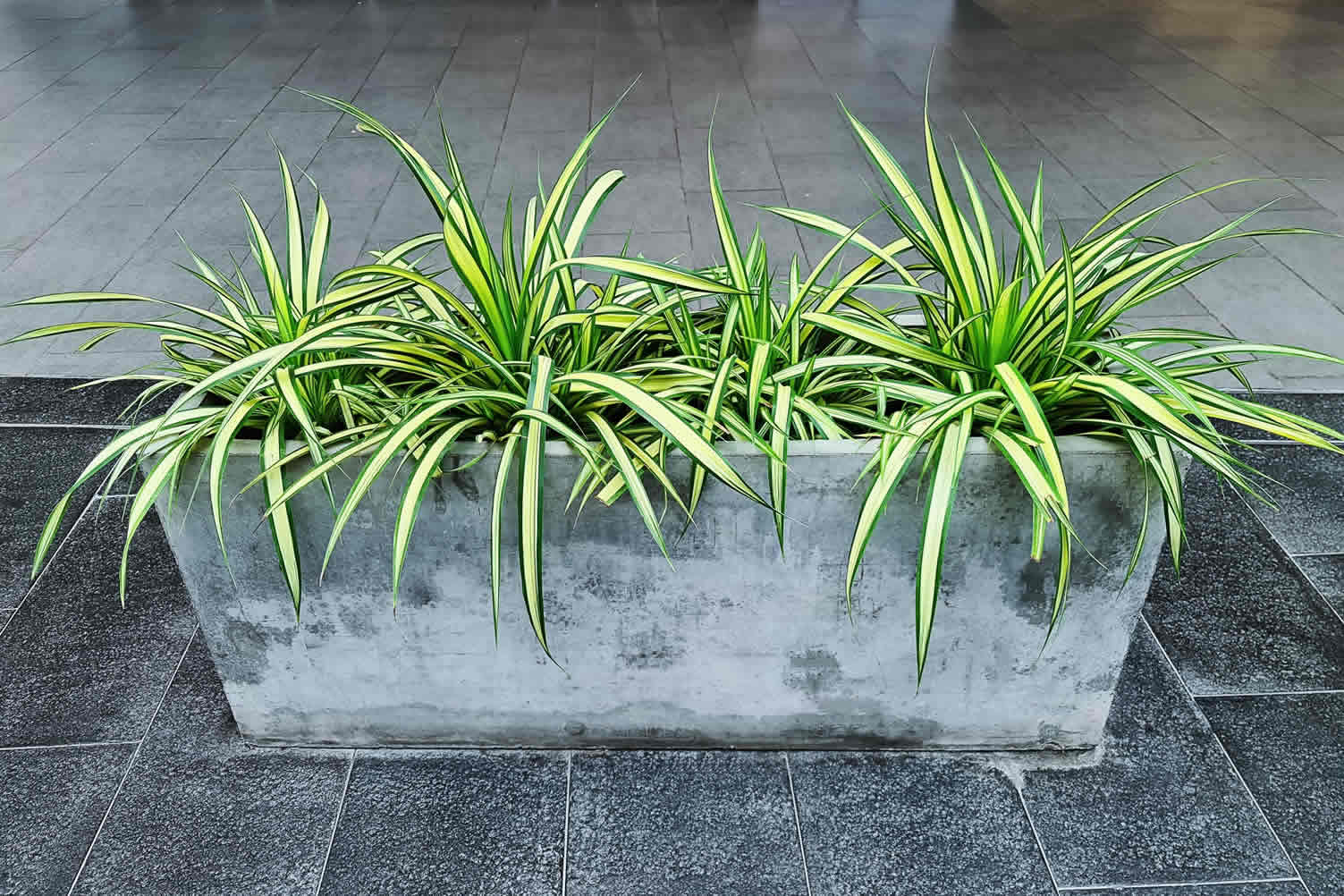 houseplants