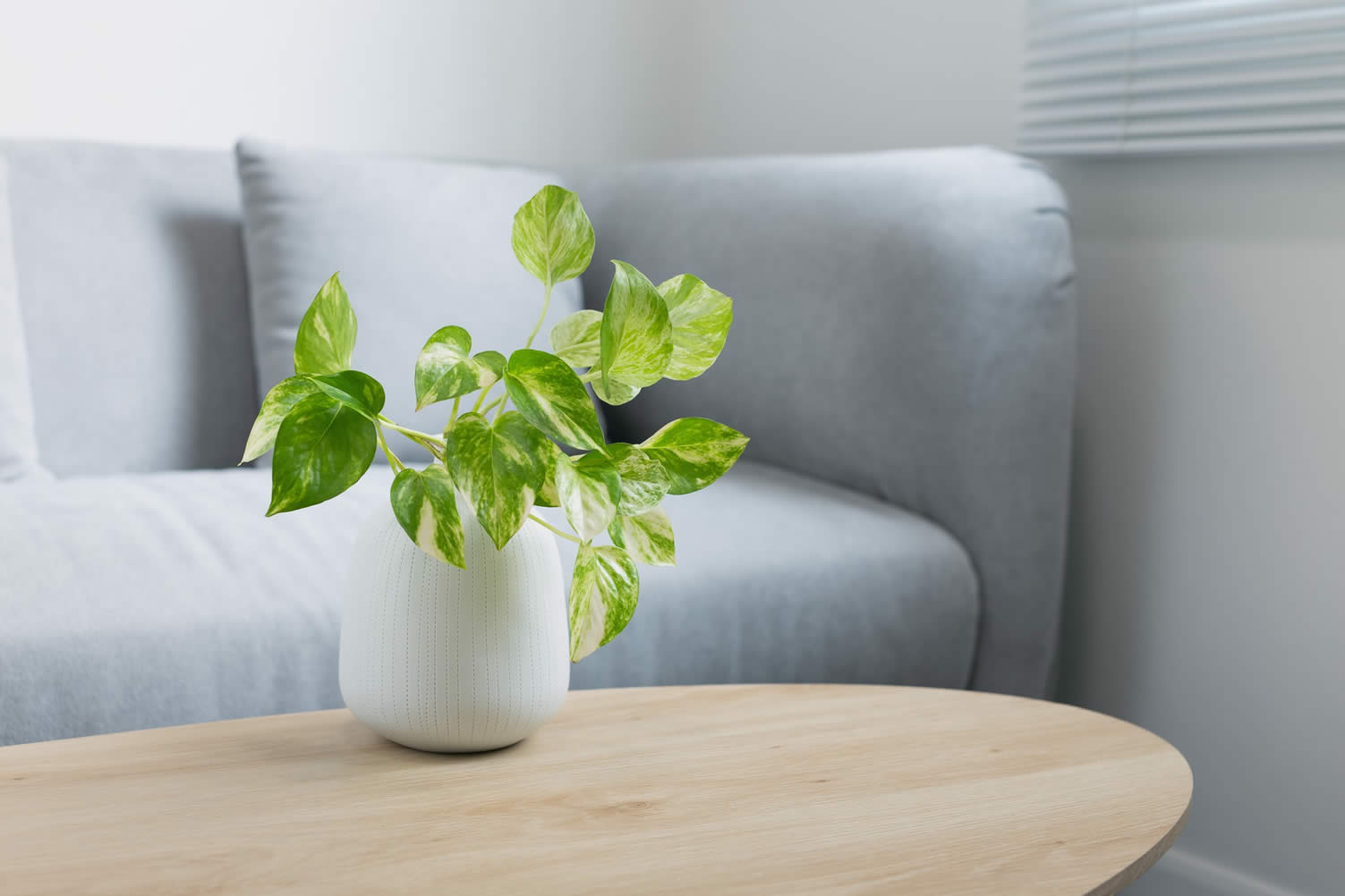 using houseplants in home decor