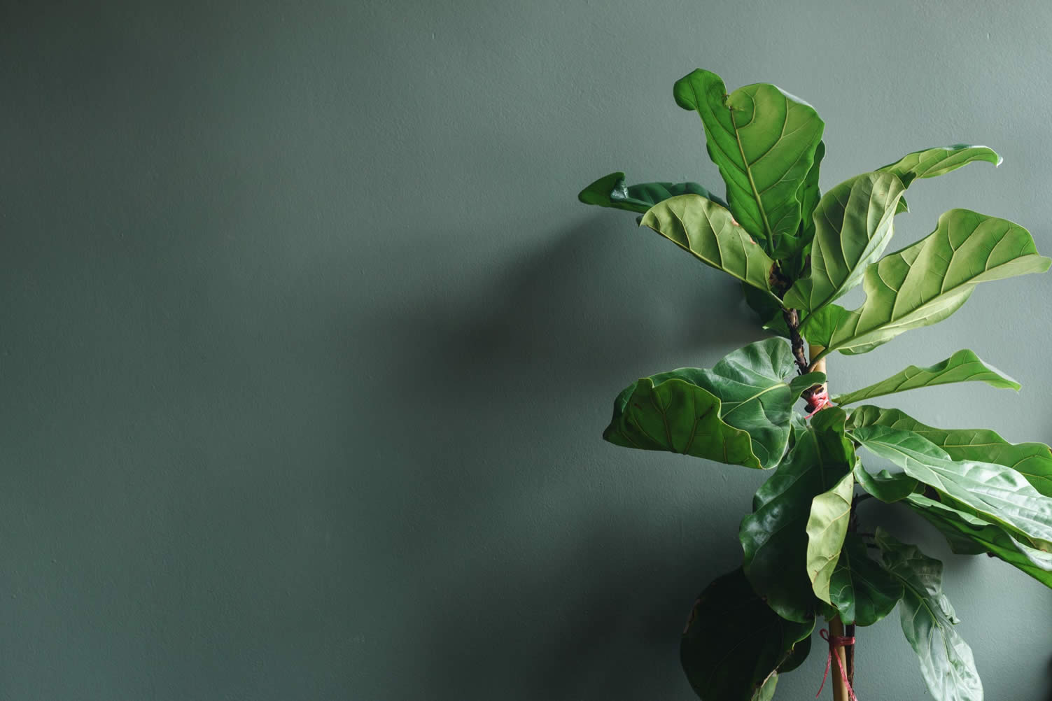 using houseplants in home decor