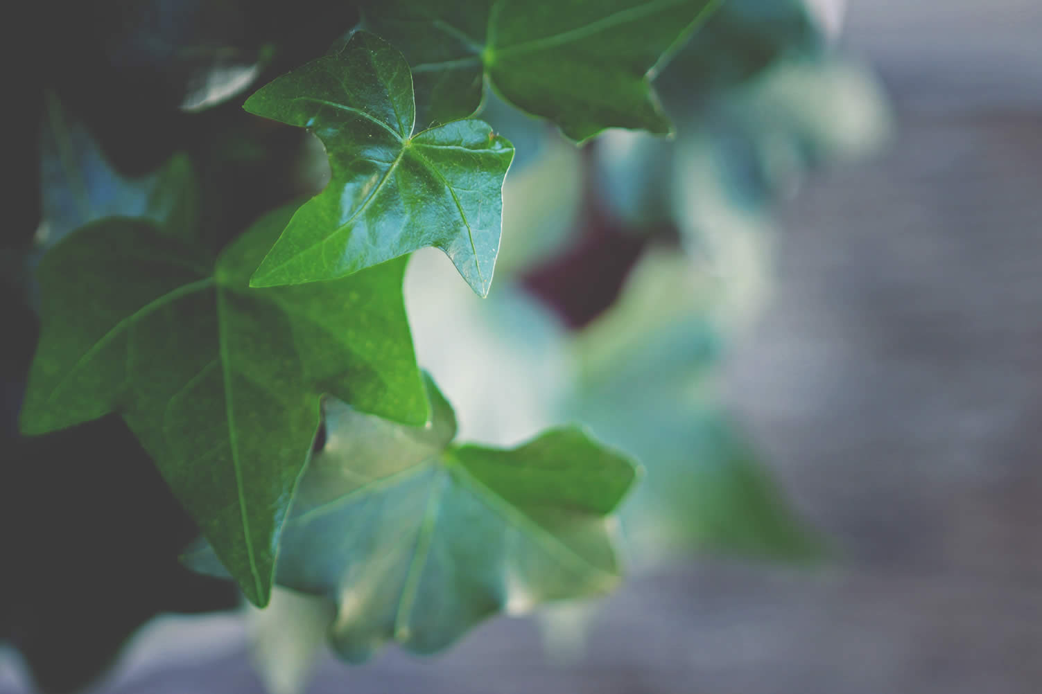 houseplants