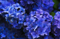 <span>landscaping (perennial flowers) – &nbsp;&nbsp;&nbsp;</span>Hydrangea