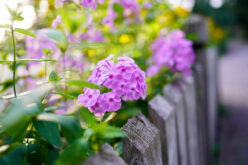 <span>landscaping (perennial flowers) – &nbsp;&nbsp;&nbsp;</span>Phlox