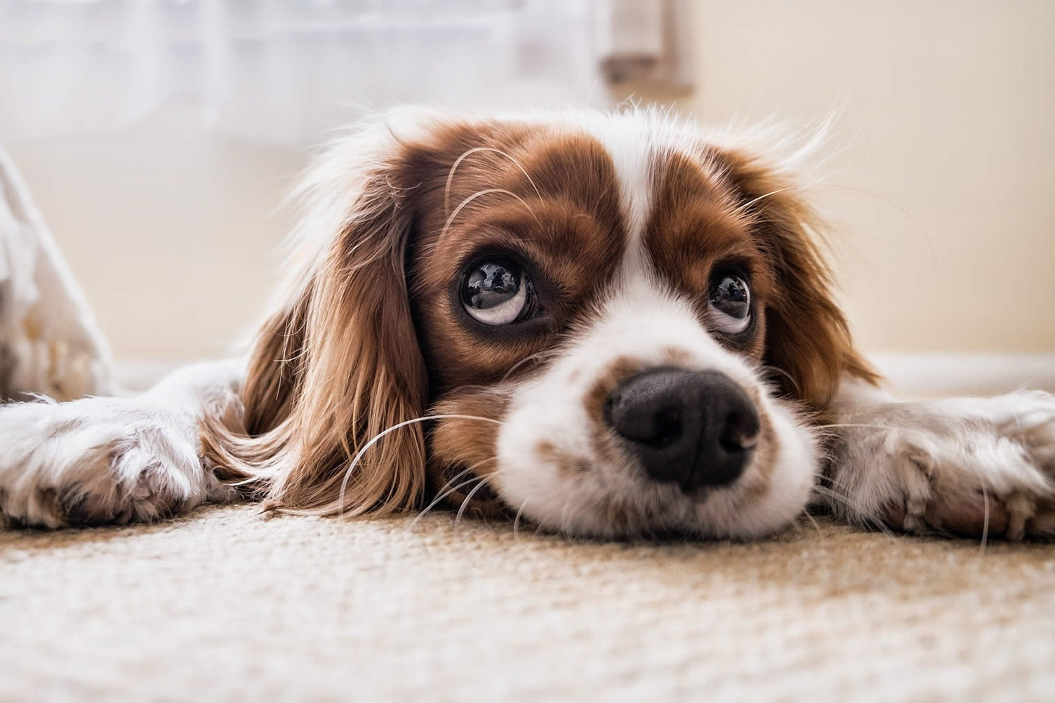 choosing flooring for your home