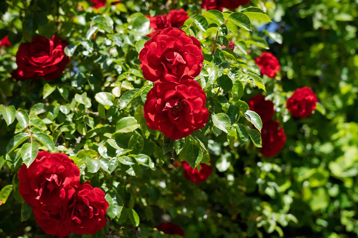 best climbing flowers and vines
