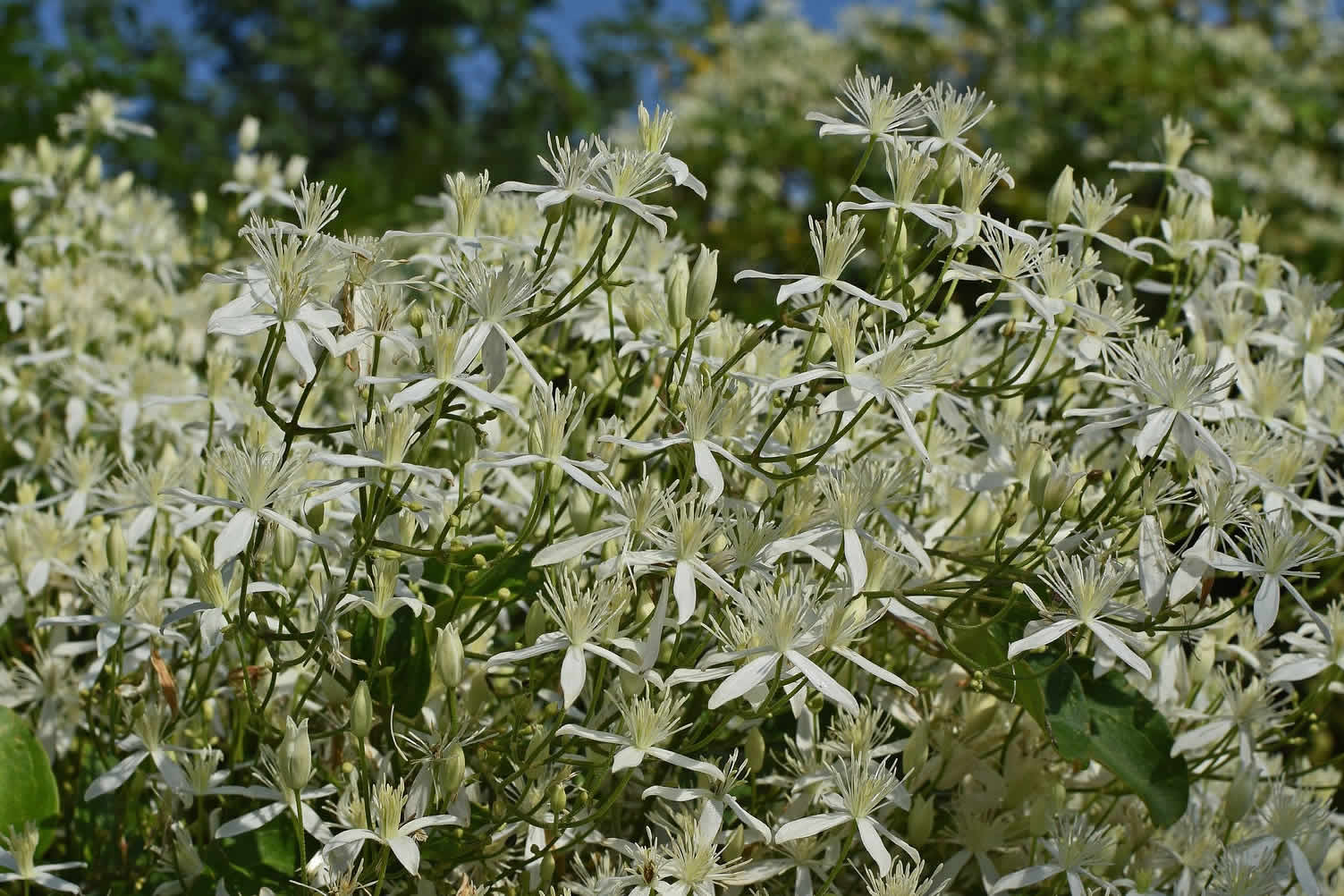 best climbing flowers and vines
