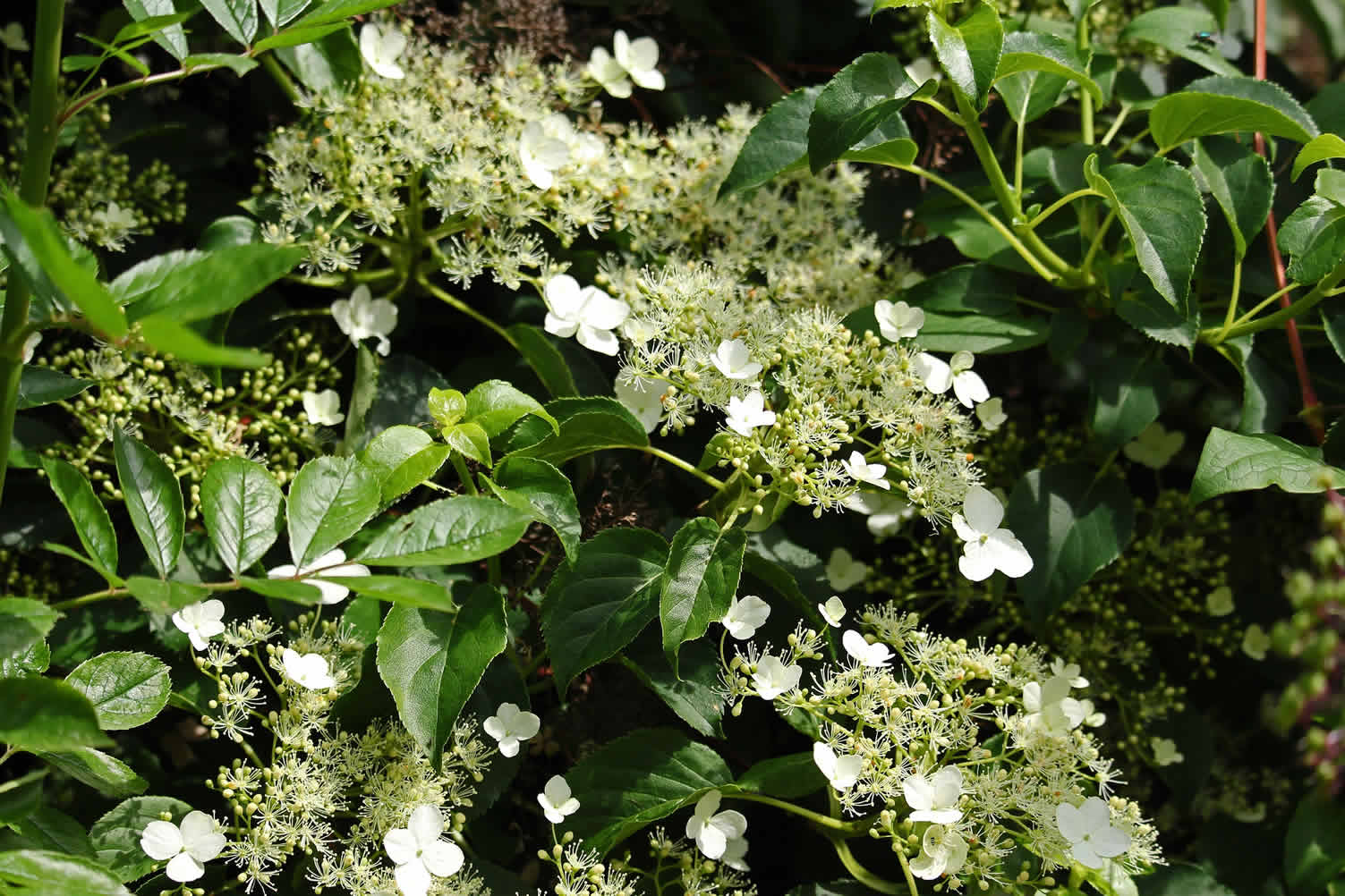 best climbing flowers and vines