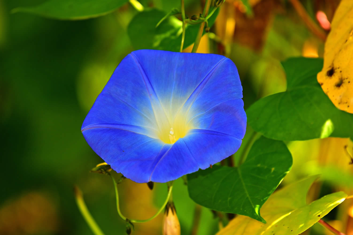 best climbing flowers and vines