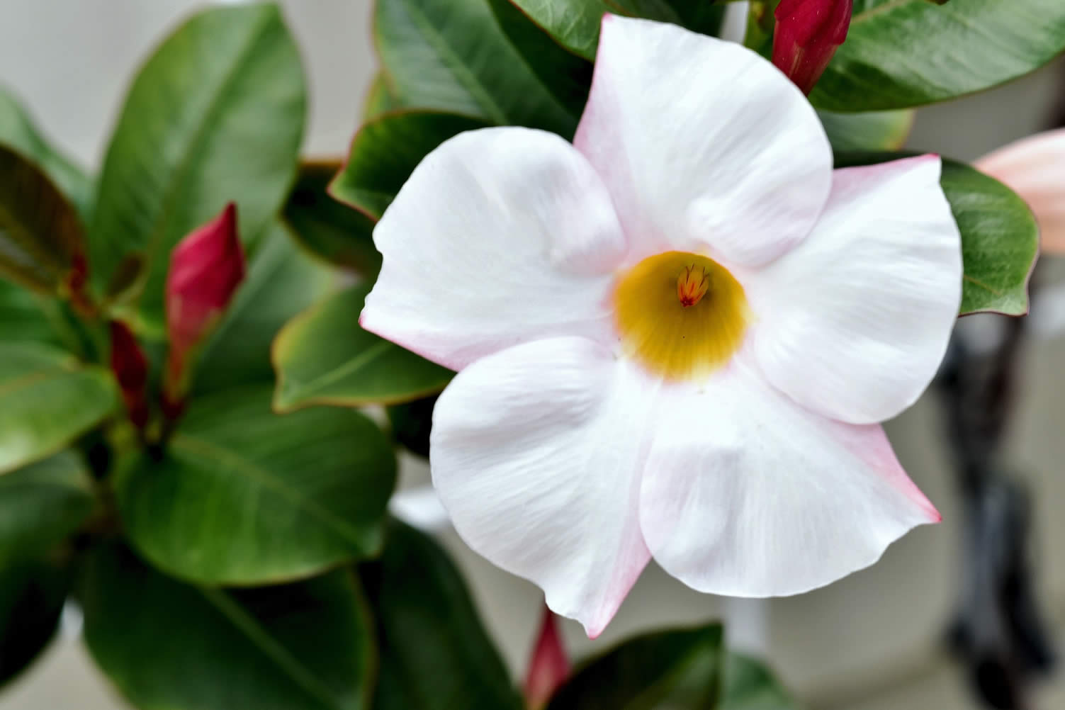 best climbing flowers and vines