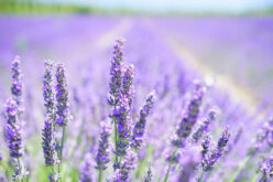<span>landscaping (perennial flowers) – &nbsp;&nbsp;&nbsp;</span>Lavender