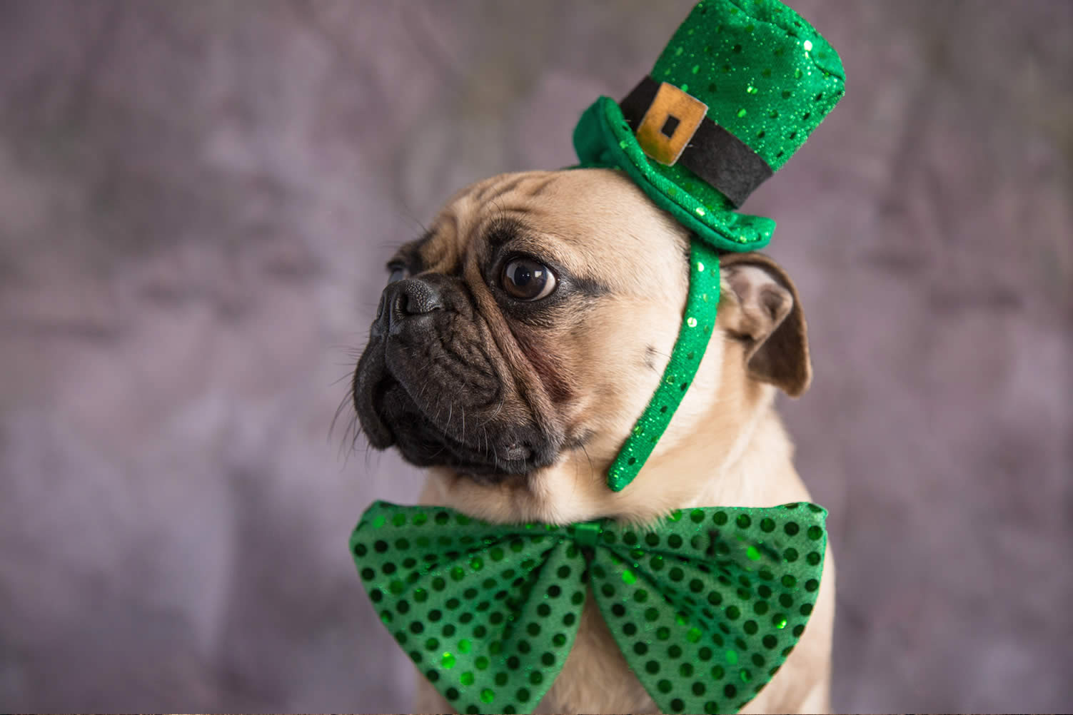saint patrick's day