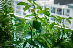 DIY Vertical Garden Ideas for Balcony and Patios