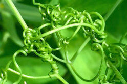 8 Best Climbing Flowers and Vines to Add to Your Garden