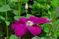 <span>landscaping (perennial flowers) – &nbsp;&nbsp;&nbsp;</span>Clematis