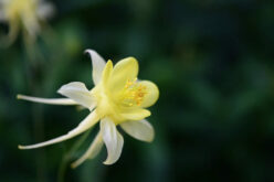 <span>landscaping (perennial flowers) – &nbsp;&nbsp;&nbsp;</span>Columbine