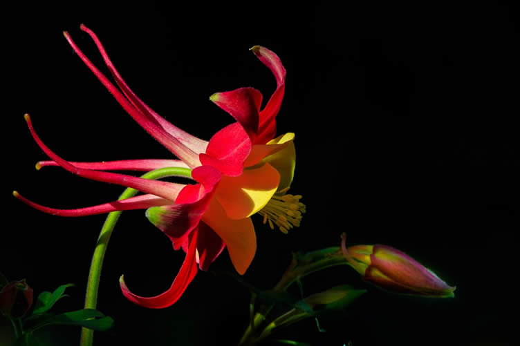 columbine flower