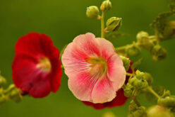 <span>landscaping (perennial flowers) – &nbsp;&nbsp;&nbsp;</span>Hollyhocks