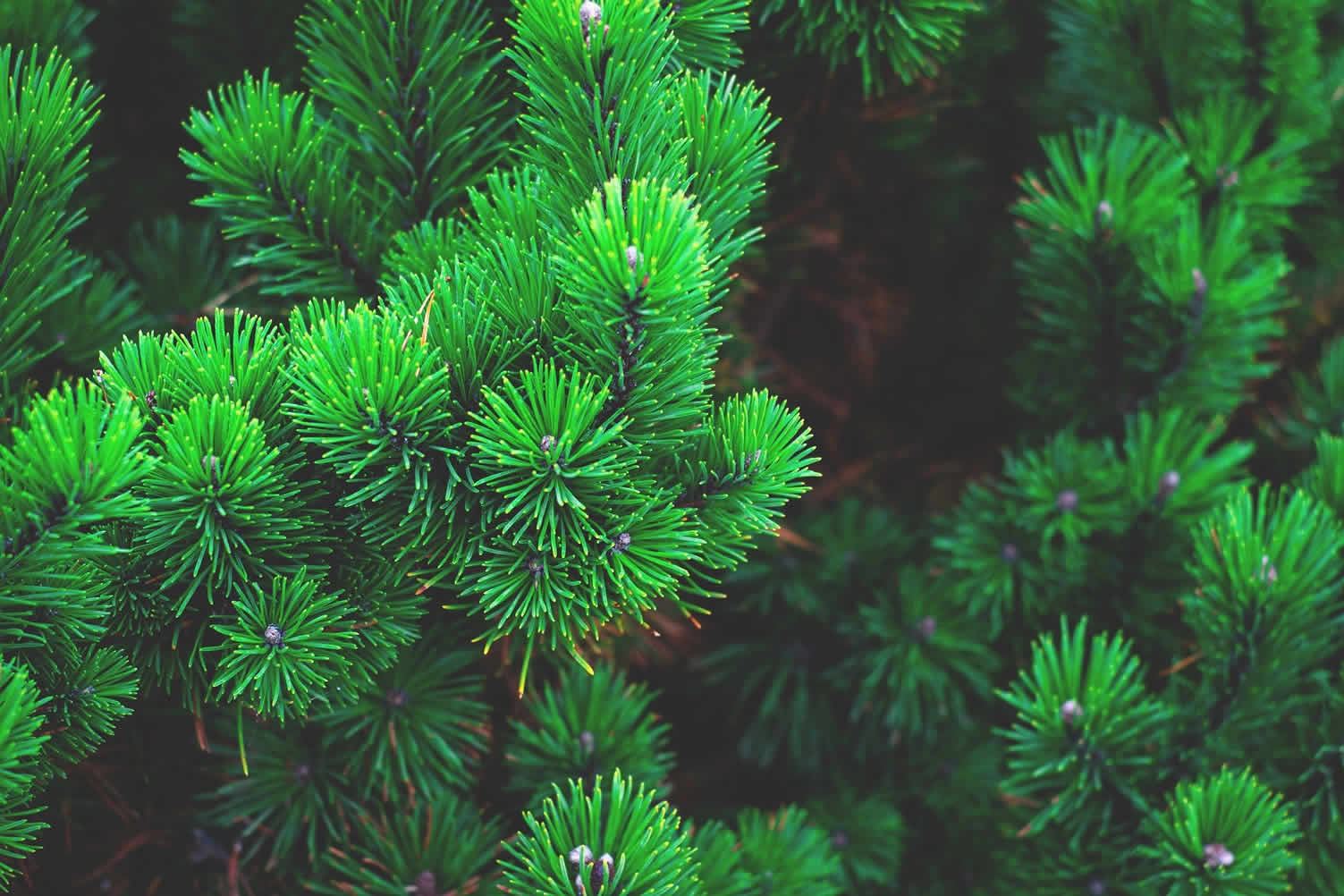 planting a tree the right way