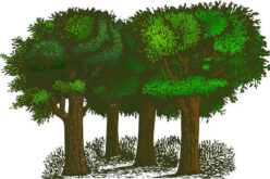 4 Simple Steps To Plant A Tree the Right Way