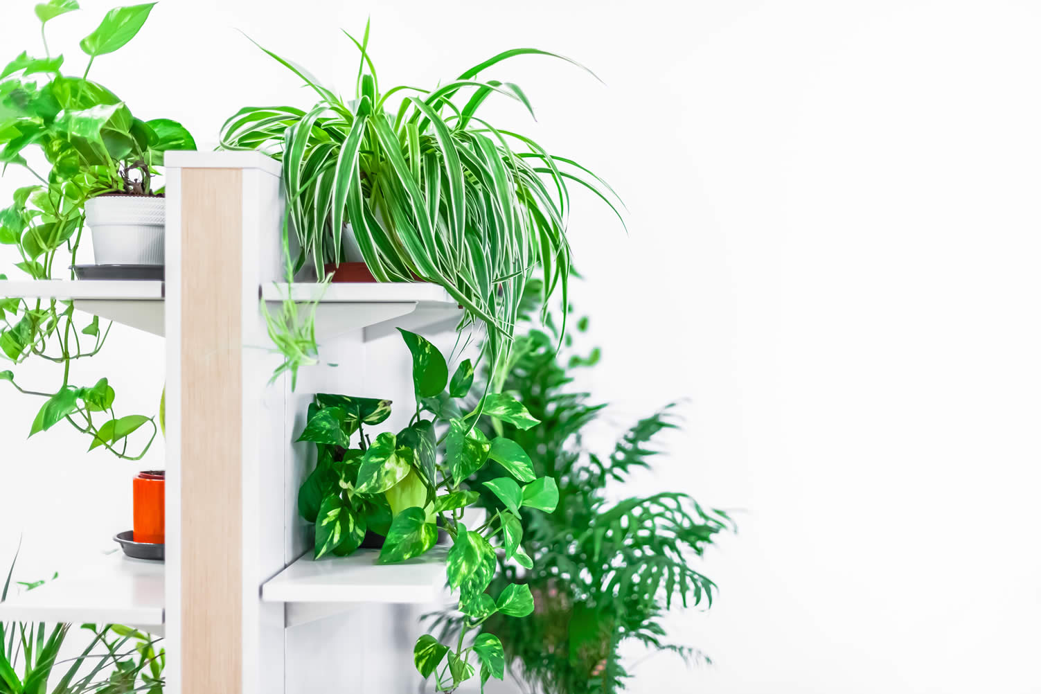cultivating a vertical garden
