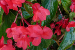 <span>landscaping (annual flowers) – &nbsp;&nbsp;&nbsp;</span>Dragon Wing Begonias