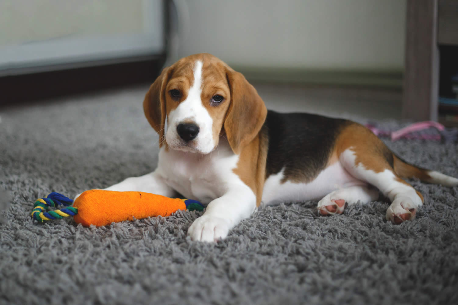 green carpet cleaning tips
