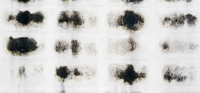 Reasons Why Mold Remediation Is Crucial