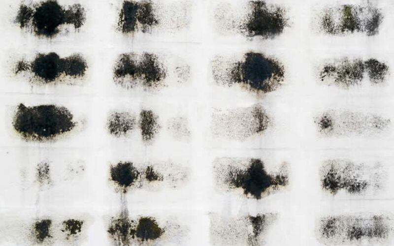 Reasons Why Mold Remediation Is Crucial