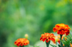 7 Ways to Make Your House Garden Ready for Selling
