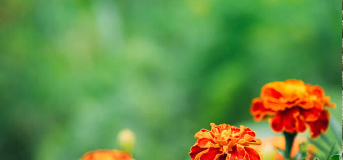 7 Ways to Make Your House Garden Ready for Selling