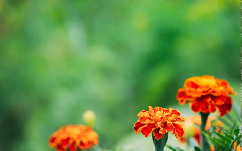 7 Ways to Make Your House Garden Ready for Selling