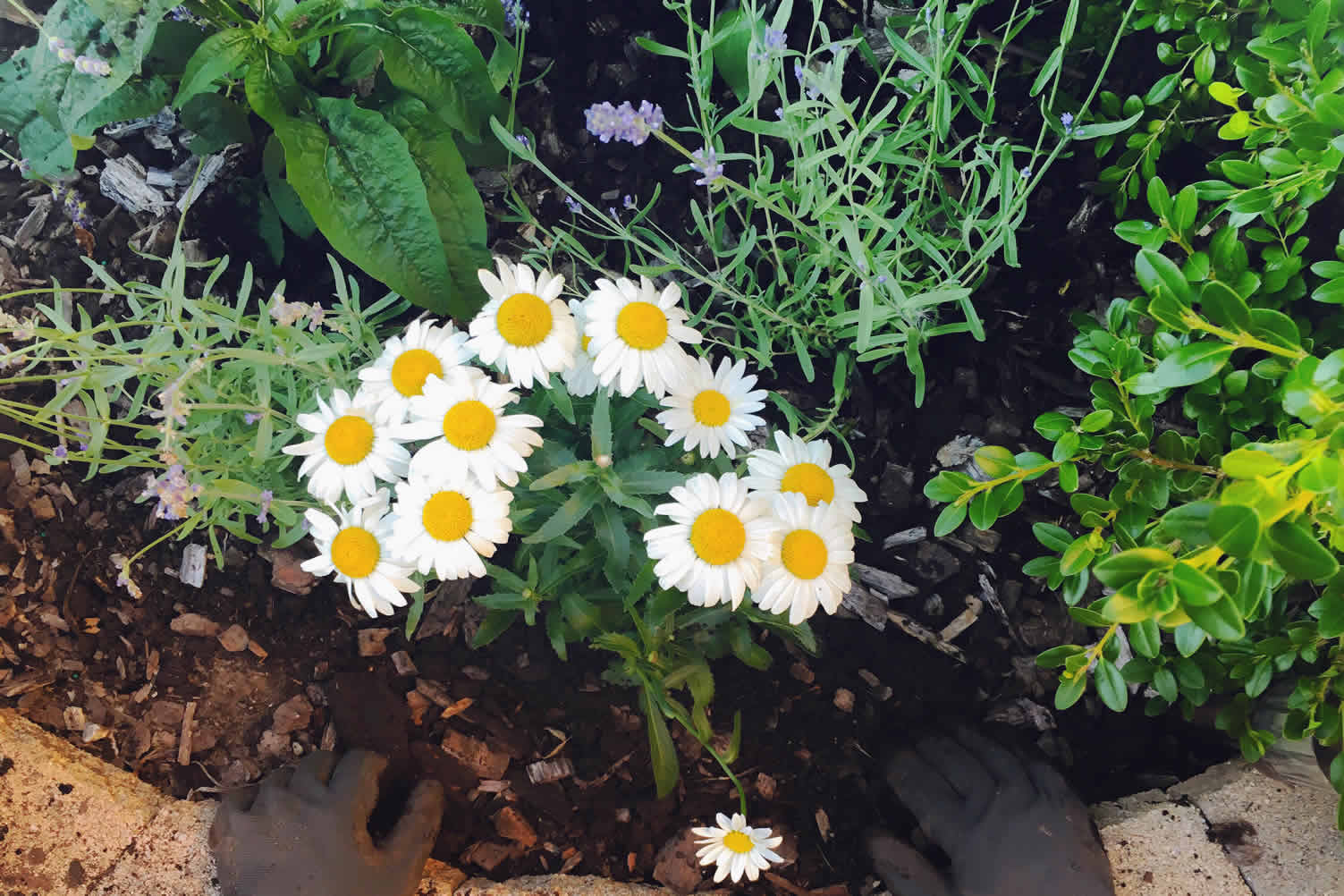 make your house garden ready for selling