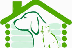 Everything To Consider Before Building a Doghouse