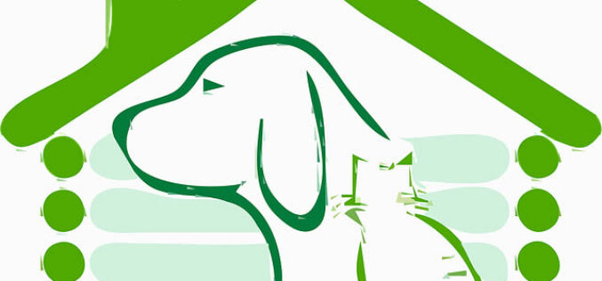 Everything To Consider Before Building a Doghouse