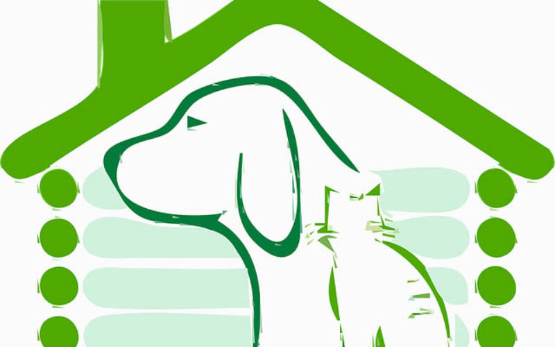 Everything To Consider Before Building a Doghouse
