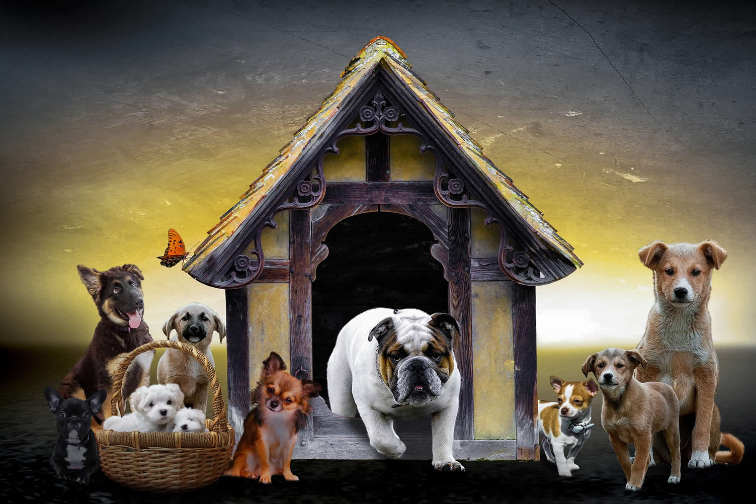 before building a doghouse