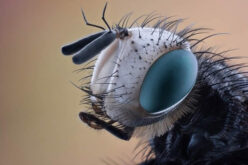 Reasons For Regular Pest Control Of Your House