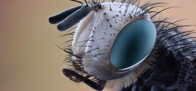 Reasons For Regular Pest Control Of Your House