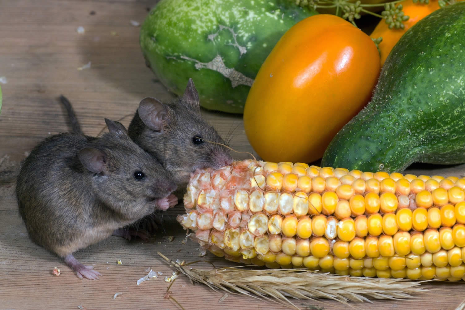 reasons for regular pest control