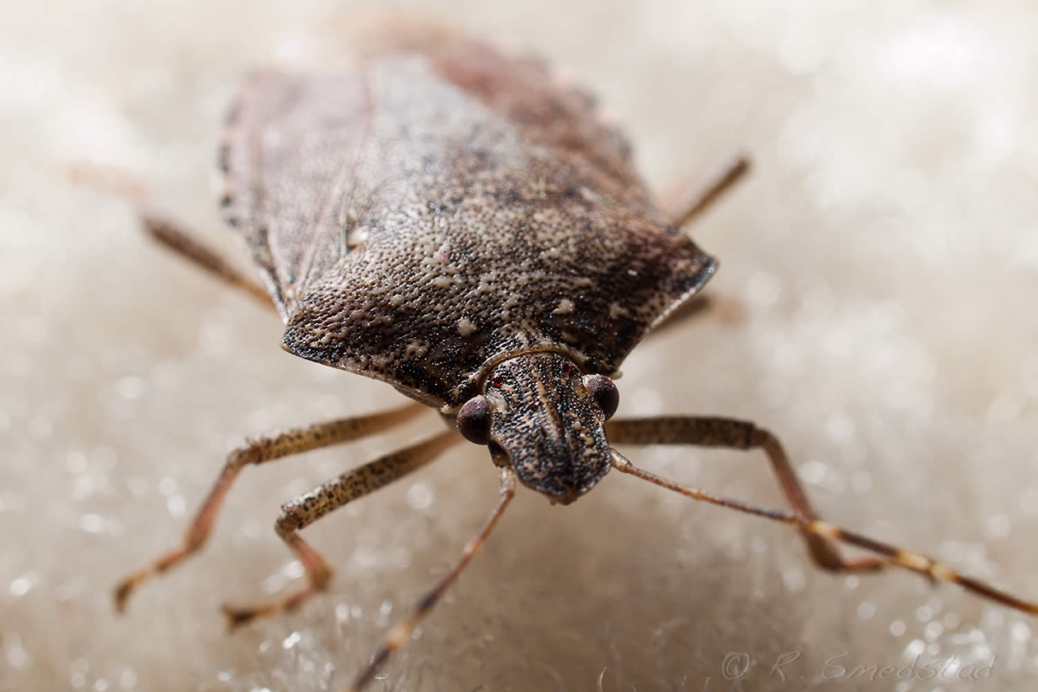 reasons for regular pest control