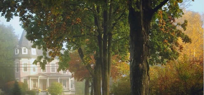 How Tree Planting Can Help Your Garden Thrive
