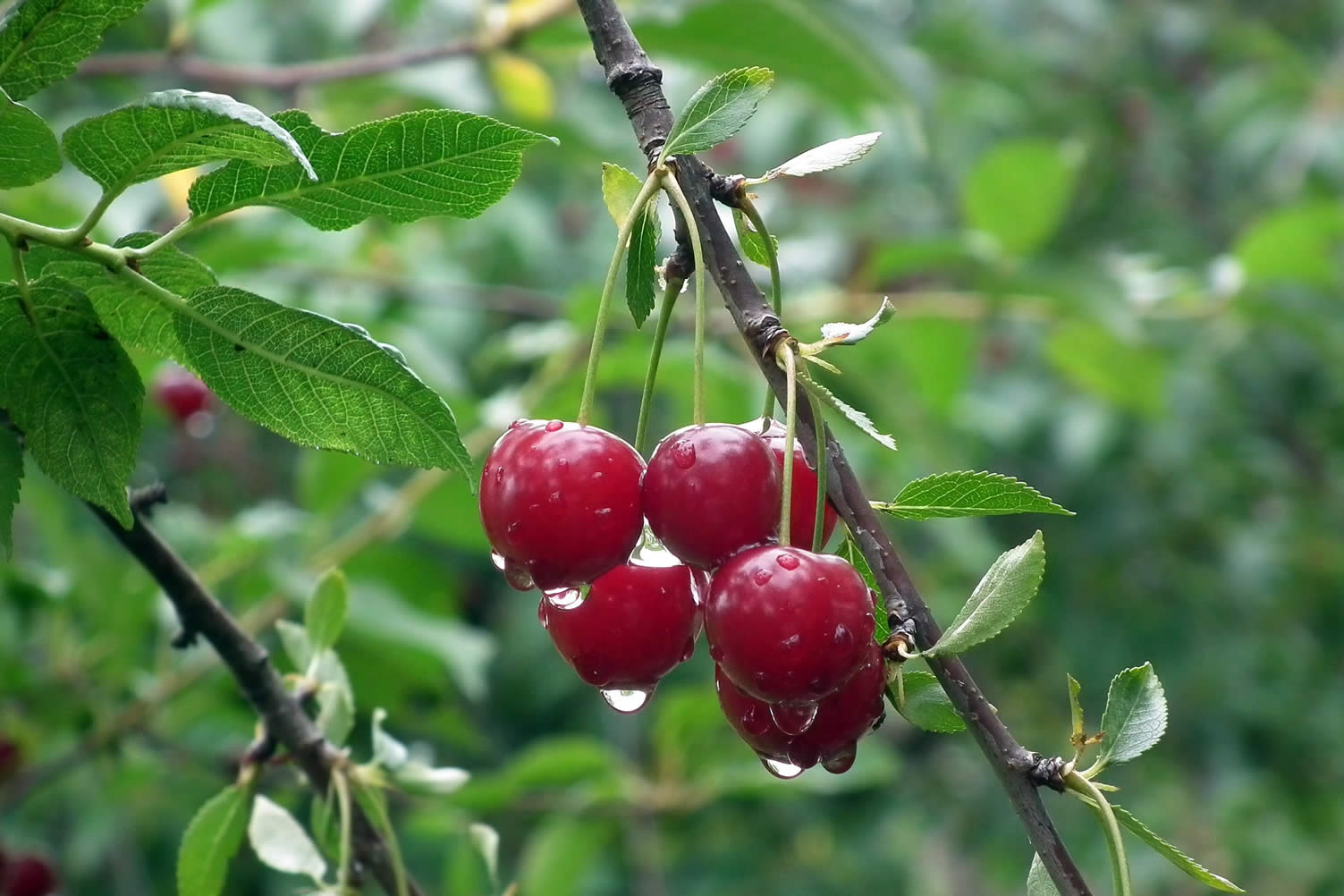 how tree planting can help your garden