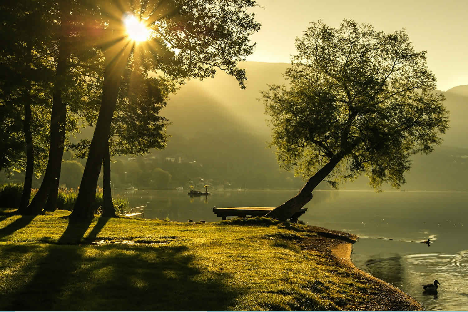 how tree planting can help your garden