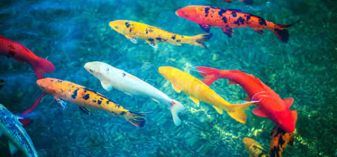 How To Know if Your Pond Can Support Koi