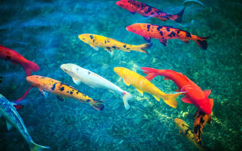 How To Know if Your Pond Can Support Koi